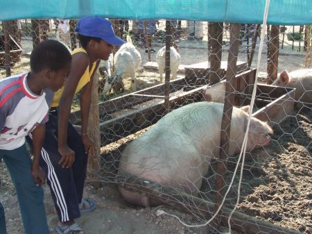 ONGWEDIVA ANNUAL TRADE FAIR WINDHOEK, 05 September 2002 - Lisius Kalimba (L) and his elder brother Tulonga Kalimba seen here looking at one of the large pigs at the third Ongwediva Annual Trade Fair. 300 exhibitors took part in the show this year. (Photo by: Joseph Nekaya) NAMPA