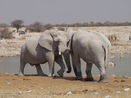 Okaukuejo, 08 September 2008 - Two elephant bulls pictured at the waterhole in the Etosha National Park on Saturday. (photo by: Pearl Coetzee) NAMPA 