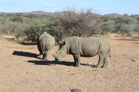  OROPOKO LODGE, 05 December 2009 &#8211; Two white rhinos approach the feedslot at the Oropoko Lodge on Saturday: (Photo by Fauster Claassen) NAMPA 