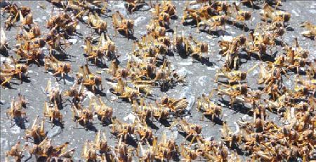 KEETMANSHOOP, 27 October 2011 - Locusts.(Photo by The Namibian Newspaper)NAMPA