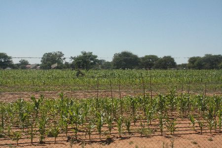 KATIMA MULILO, 19 November 2011 - Maize crops which were planted at Katima Farm in November 2010. The company secured about 300 000 hectares of arable communal land in the region in 2010 to plant jatropha seedlings and some vegetable crops. (Photo by: Mulisa Simiyasa) NAMPA 