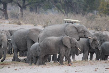KATIMA MULILO, 05 AUGUST 2013 - A herd of elephants spotted in the Bwabwata National Park. (photo by: Pearl Coetzee) NAMPA 