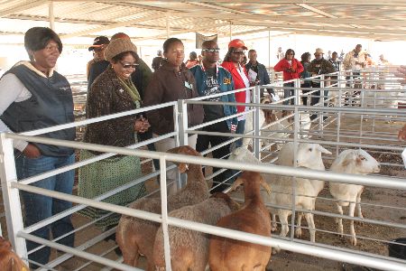 OTJIWARONGO, 26 JUL (NAMPA) – These Karakul sheep have attracted the attention of Otjozondjupa Regional Lands and Resettlement Deputy Director, Ndiyakupi Nghituwamata (left), Special Advisor to Otjozondjupa Regional Governor Rosalia Mwashekele-Sibiya (second left), and Deputy Permanent Secretary in the Ministry of Lands and Resettlement Esther Lusepani (third left) amongst others at a Farmers’ Day held on Saturday at the Paresis Sports Stadium in Otjiwarongo. The Ministry of Lands and Resettlement on Saturday brought together more than 100 farmers it has resettled on Government farms in Otjozondjupa Region to exhibit their best produce and livestock as a way of marketing themselves. (Photo by: Mulisa Simiyasa) NAMPA 