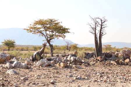 OKANGUATI, 10 July 2015 - The Kunene Region is rich in a variety of plants that offer both nature lovers and photographers spectacular sights. (Photo by: Francois Lottering) NAMPA