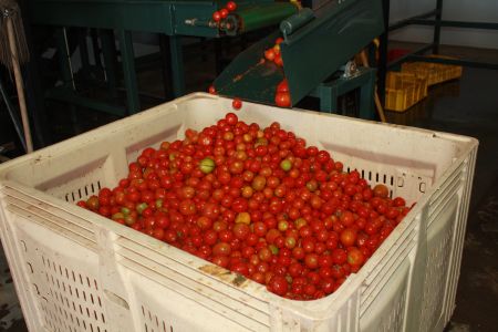 NOORDOEWER, 23 September 2015 - Some of the tomatoes that land in the waste bin after sorting at the Sonop farm at Noordoewer. It immediately induces thoughts of a jam side-project. (Photo by: Patience Smith) NAMPA 