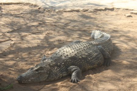 OTJIWARONGO, 28 October 2015 – A female crocodile estimated to be 35 years old at the Otjiwarongo crocodile farm. (Photo by: Mulisa Simiyasa) NAMPA 