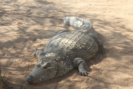 OTJIWARONGO, 28 October 2015 – This female crocodile is estimated to be 35 years old. Its kept at the Otjiwarongo crocodile farm. (Photo by: Mulisa Simiyasa) NAMPA 