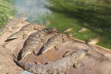 OTJIWARONGO, 28 October 2015 – These two- to three-year-old crocodiles are kept at the commercial crocodile farm at Otjiwarongo. (Photo by: Mulisa Simiyasa) NAMPA 