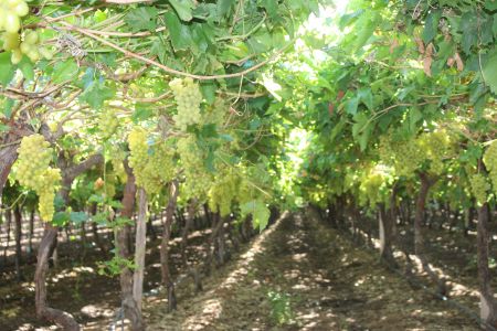 KOMSBERG, 22 JANUARY 2015 – Grapes at Komsberg Farming in the //Kharas Region. (Photo by: Patience Smith) NAMPA