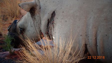 WINDHOEK, 22 December 2016 - A rhino shot in the Omaheke Region on 22 December. (Photo: Contributed)