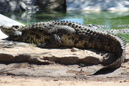 OTJIWARONGO, 11 May 2017 - A crocodile relaxing on a rock. (Photo by: Mulisa Simiyasa) NAMPA 