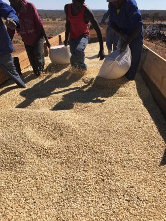 RUNDU, 28 August 2017 - Men load maize on 20 tonne trailers headed for the AMTA silos at Omuthiya from former Minister of Health Richard Kamwi's farm. (Photo by: Sawi Hausiku) NAMPA 