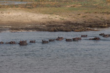 CHICHIMANI, 12 September 2017 - Hippos in one of the channels of the Chobe River in the Bamunu Conservancy in the Zambezi Region. (Photo by: Mulisa Simiyasa) NAMPA