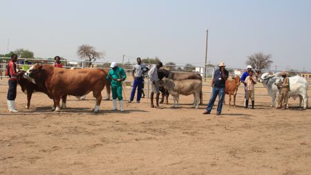 OKONDJATU, 29 September 2017 - Local livestock farmers parade their cattle at the 2017 Okondjatu Community Expo on Friday shortly before the official opening. The expo started on Wednesday and will come to an end on Saturday evening. (Photo by: Mulisa Simiyasa) NAMPA