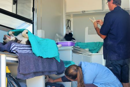 RUNDU, 28 May 2018 - About 100 cats and dogs were sterilised and vaccinated against rabies in Rundu’s Ndama residential area between Saturday and Monday. The operations were carried out by Dr Ian Baines (R) of Baines Vetcare Mobile Animal Clinic. He was assisted by Dr Maya Dahlberg (L). (Photo by: Petrus Muronga) NAMPA