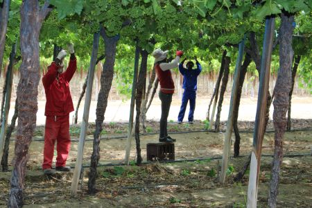 AUSSENKEHR, 12 October 2018 – Employees of Namibia Grape Company working at one of the grape gardens in Assenkehr on Friday. (Photo by: Suzith Tjitaura) NAMPA 