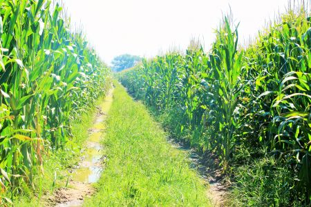 SHADIKONGORO, 06 MAY 2019 - About 35 000 tonnes of maize will be harvested at the Shadikongoro Irrigation Project in the Kavango East Region by the end of June this year, Project Manager Danie Marais has said. (Photo by: Petrus Muronga) NAMPA 