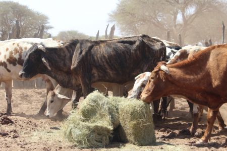 CORRIDOR 3, 10 October 2019 - Cattle feed on distributed fodder (Photo by Elvi Haihambo) NAMPA