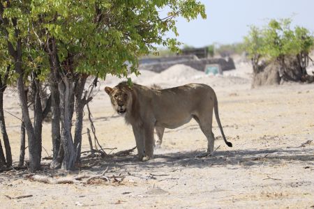 WINDHOEK, 12 November 2020 - A lion roaming around freely in the Etosha National Park. (Photo by: Linea Dishena) NAMPA