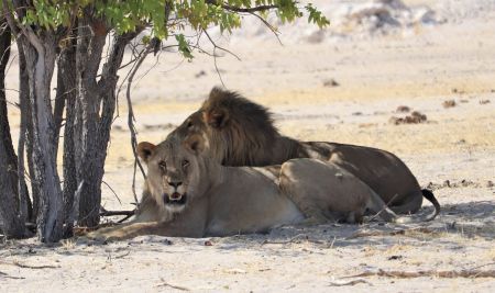 WINDHOEK, 12 November 2020 - Lions lie in the shade of a tree in the Etosha National Park. (Photo by: Linea Dishena) NAMPA