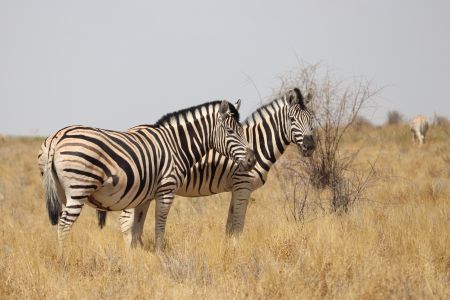 WINDHOEK, 12 November 2020 - Zebras spotted in the Etosha National Park. (Photo by: Linea Dishena) NAMPA