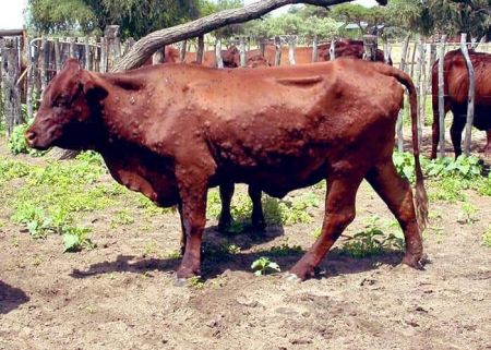 13 March 2021 - A cattle suffering from lumpy skin disease. (Photo: Contributed) NAMPA