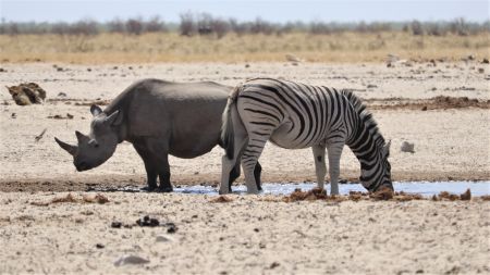 WINDHOEK, 12 April 2021- A rhino and zebra drink water in the Etosha National Park. (Photo by: Linea Dishena) NAMPA 