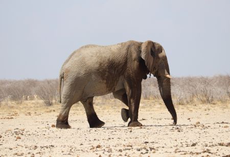 ETOSHA, 12 April 2021 - An elephant spotted in the Etosha National Park. (Photo by: Linea Dishena) NAMPA