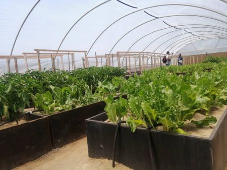 SWAKOPMUND, 22 February 2022 - Some of the vegetables produced by beneficiaries of the Urban Agriculture Project. The project was launched by the UNDP in partnership with the Municipality of Swakopmund and funded by the Japanese Government. (Photo by: Isabel Bento) NAMPA