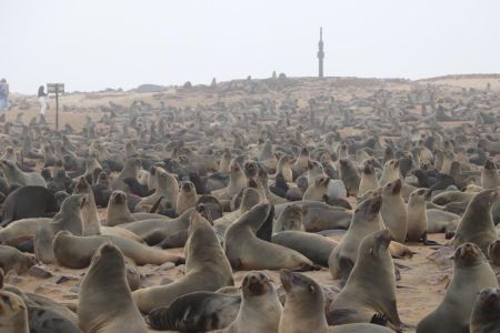 CAPE CROSS, 27 APRIL 2023 - The are currently over two million seals at the Cape Cross Seal Reserve Centre in the Skeleton Coast National Park. (Photo by: Isabel Bento) NAMPA
