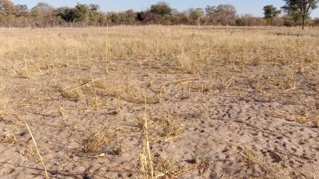 OSHAKATI, 19 July 2023 - Farmers seek better grazing land for their livestock. (Photo by: Maria David) NAMPA