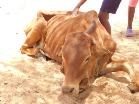 OKOMUNGONDO, 11 December 2023 - Farmers in Okomungondo and surrounding villages in the Omaheke Region have suffered significant losses, with more than 100 cattle succumbing to the severe drought between September and December in the area. (Photo by: Ovaua Kuaima) NAMPA