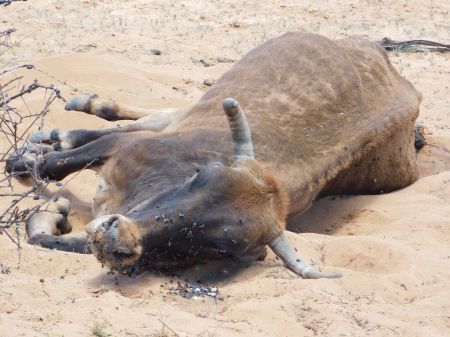 OKOMUNGONDO, 11 December 2023 - Farmers in Okomungondo and surrounding villages in the Omaheke Region have suffered significant losses, with more than 100 cattle succumbing to the severe drought between September and December in the area. (Photo by: Ovaua Kuaima) NAMPA