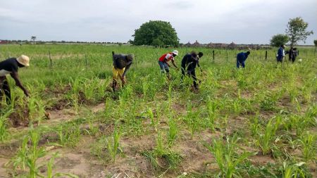 OGONGO, 17 January 2024 - Locals plough their mahangu fields at Ogongo in the Omusati Region. (Photo: Contributed)