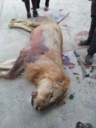 Lion