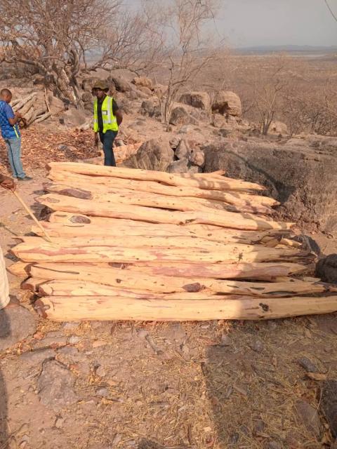 OUTAPI, 19 September 2024 - The Namibian Police Force in the Omusati Region has confiscated mopane poles that were illegally harvested. (Photo: Contributed)