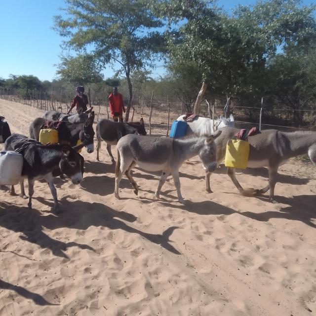 OKANKOLO, 26 September 2024 - Some people in the rural areas of the Oshikoto region use donkeys to transport carry water bottles. (Photo by Tomas Gabriel)NAMPA