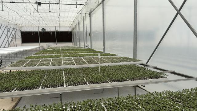 DAURES, 21 October 2024 - Some of the seedlings planted in peat-in-seedling trays in the Daures Green Hydrogen Agriculture Facility. The 0.3 hectare facility grows various crops, including tomatoes, peppers, cabbages, cucumbers, and spinach and is aimed to strengthen food security and boost the availability of nutritious produce in Namibia. (Photo by: Isabel Bento) NAMPA