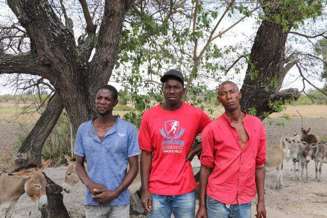 KATIMA MULILO, 26 October 2024 – Three lawful owners of the livestock that were stolen from neighbouring Zambia to Namibia. They were officially handed over to them on Friday afternoon at the Luhonono Police Station, located some 70 kilomters east of the Zambezi region. The owners are Akakulubelwa Mubiana, Vincent Lubasi and Mukela Milomo. (Contributed).