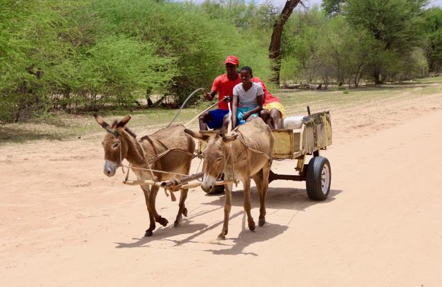 OMATAKO, 25 November 2024 - Community member of the Omatako villange in the kindom of the !Kung Traditional Authority pictured while riding a donkey cart. (Photo by: Hesron Kapanga) NAMPA