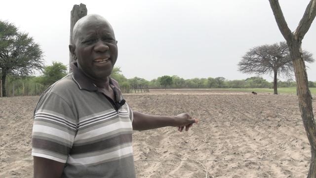 KATIMA MULILO, 02 December 2024 - 74 year-old well-known Zambezi resident and retired Police Commissioner, Bolen Sankwasa who has ventured into subsistence farming since his retirement from public office in 2011. In this photo, he points to the three-hectors of land that he has managed to plough in this 13 hectors millet field.
(Photo by: Lydia Pitiri) NAMPA
