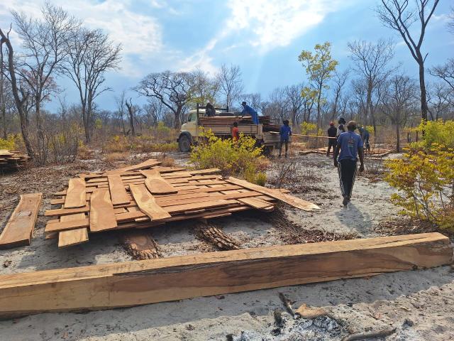 NKURENKURU, 14 December 2024 - Illegal timber poaching continues in the Kavango West Region. (Photo by: MEFT)