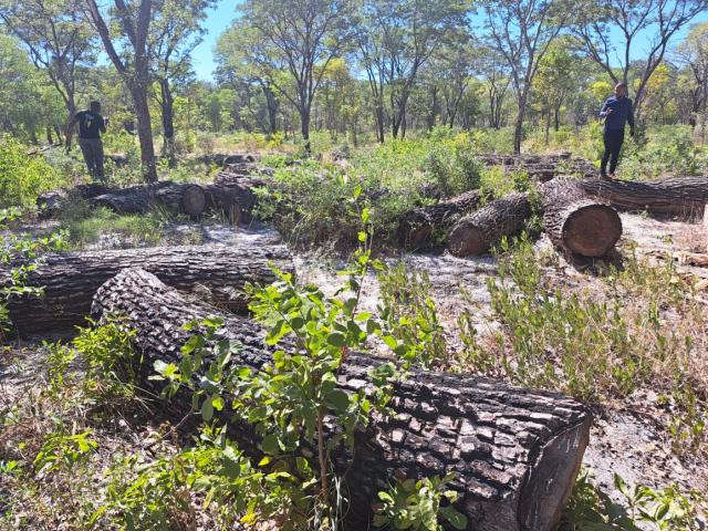 NKURENKURU, 14 December 2024 - Illegal timber poaching continues in the Kavango West Region. (Photo by: MEFT) 