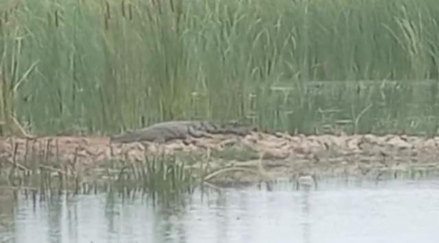 ETAKA, 04 January 2024 - A crocodile was spotted at Etaka dam on Friday afternoon. 