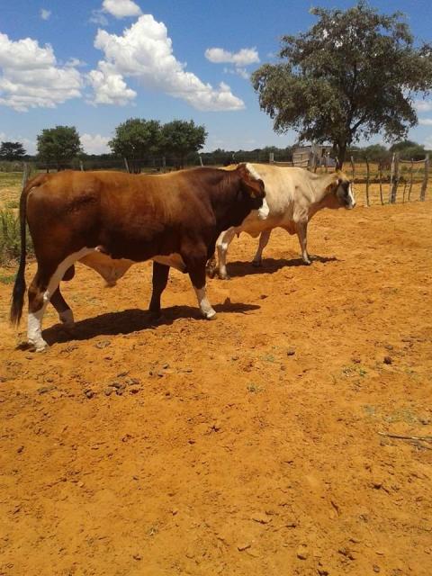 EPUKIRO, 06 January 2025 - Community Against Stocktheft Organisation (CASO) chairperson, Hionganda Nanda Murangi, has called on farmers to remain vigilant during the rainy season, warning that cattle thieves are targeting areas such as ponds and dams. (Photo: Contributed)