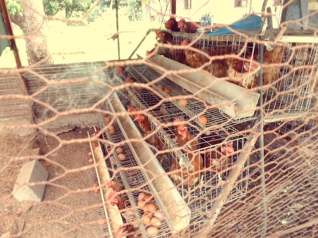 KATIMA MULILO, 17 January 2025 - The chicken layers at Cheshire home, fully productive.
(Photo by: Michael Mutonga Liswaniso) NAMPA
