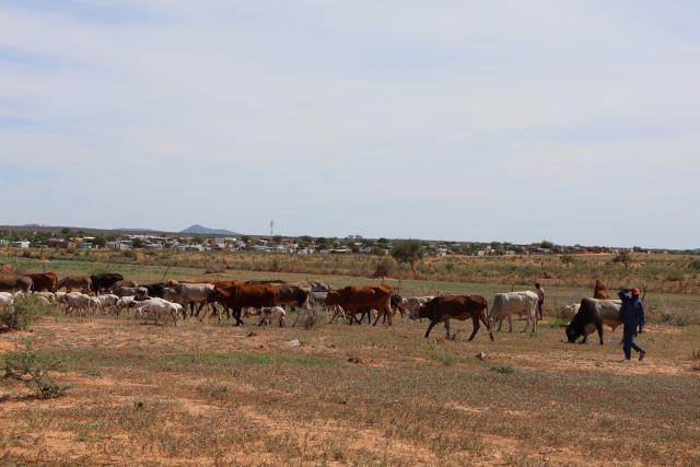 OTJIWARONGO, 18 January 2025 - A meeting on illegal farming and grazing of livestock on the municipality land of Otjiwarongo took place and shortly these cattle, goats and sheep passed close to the meeting on Saturday morning. (Photo by: Mulisa Simiyasa) NAMPA