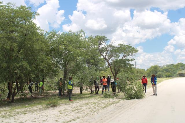 ONKUMBULA, 28 January 2025 - Seventy-three young people from various villages in the Oshikoto Region have been employed to debush the areas along the 70-kilometre gravel road between Onkumbula and Onyati. (Photo by: Gabriel Tomas) NAMPA