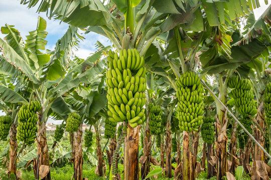 KATIMA MULILO, 04 February 2025 - Banana production can be economically viable in Zambezi according to Chief Executive Officer of AvaGro, Leonie Hartmann.

(Photo: Contributed) NAMPA
