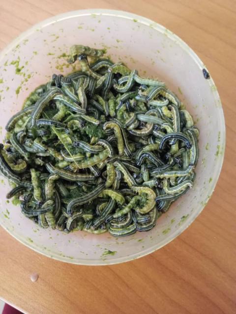 ONANKE, 14 February 2025 - An outbreak of army worms reported in Oshikoto region. (Photo by Gabriel Tomas) NAMPA